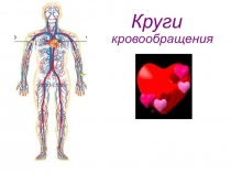 Круги кровообращения