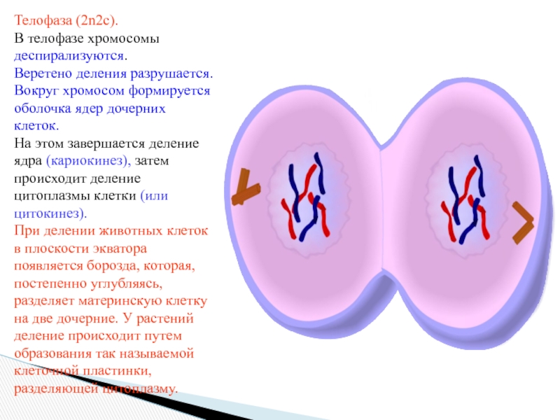 Телофаза набор хромосом. Телофаза характеристика. Что происходит в телофазе митоза. Телофаза 2 формула. Начало и конец телофазы.