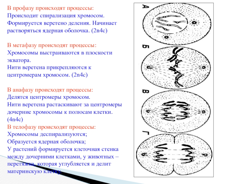 Восточно-Казахстанский технологический колледж
СРС
Подготовил : Муратов Е В профазу происходят процессы:Происходит спирализация хромосом. Формируется веретено деления. Начинает растворяться В профазу происходят процессы:Происходит спирализация хромосом. Формируется веретено деления. Начинает растворяться ядерная оболочка. (2n4c)В метафазу происходят процессы:Хромосомы