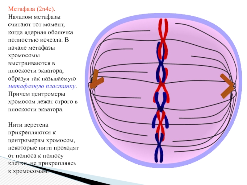 Метафаза 2n4c рисунок