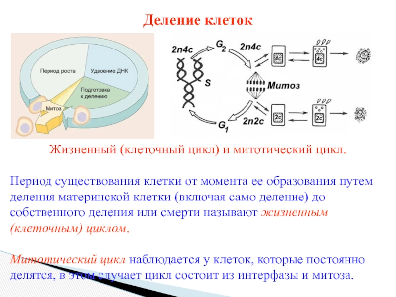 Регуляция митотической активности. Клеточный и митотический циклы. Митотический цикл клетки. Регуляция митотического цикла. Синтез белков митотического аппарата происходит в.