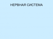 НЕРВНАЯ СИСТЕМА