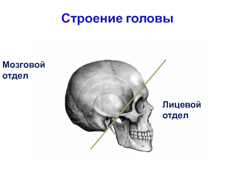 Мозговой череп презентация