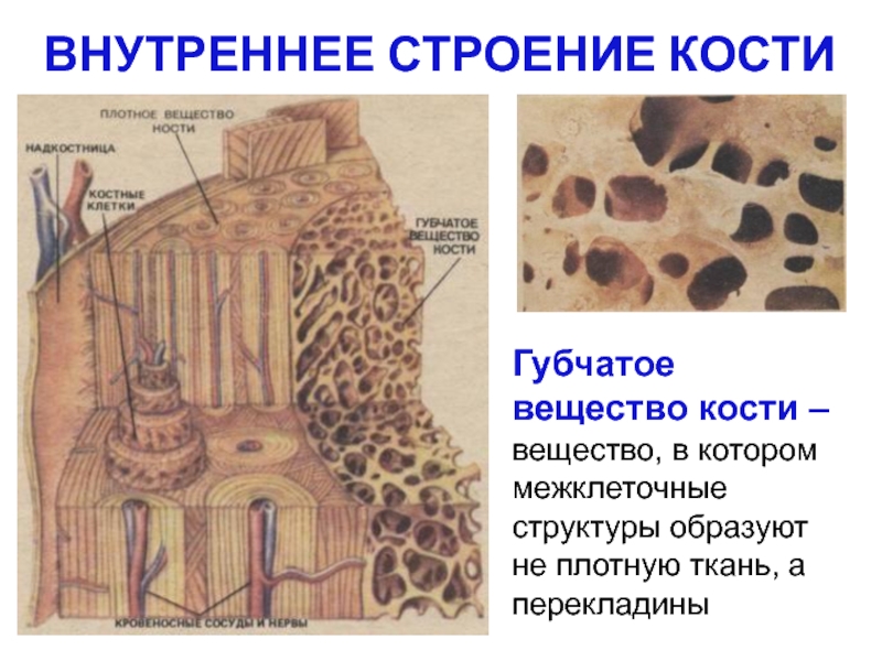 Рисунок компактное вещество кости