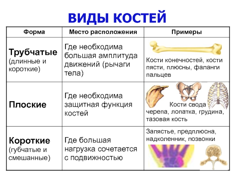 Какие кости плоские. Типы костей трубчатые губчатые плоские таблица. Типы костей биология 8 класс. Типы костей таблица. Типы костей и их функции.