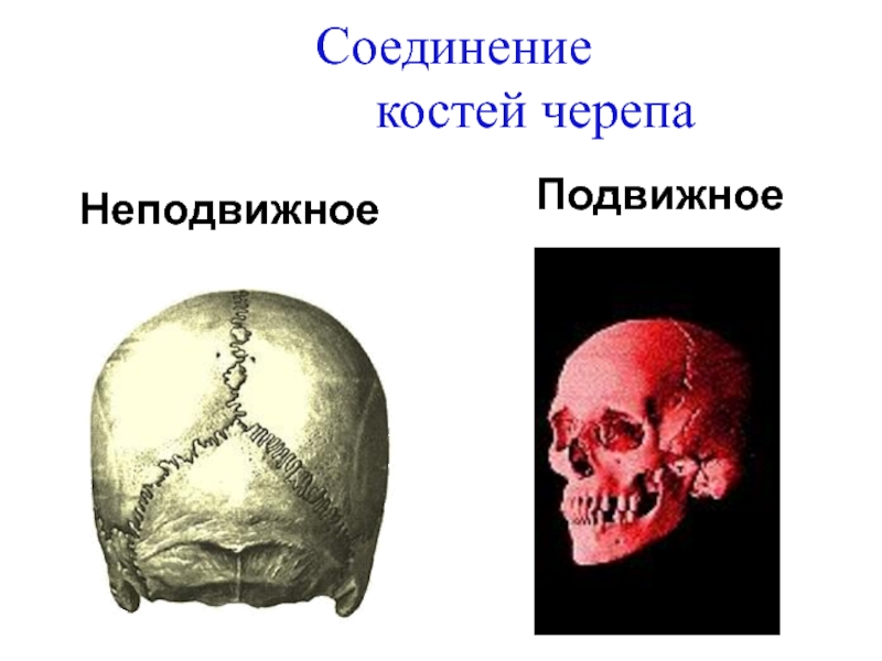 Кости черепа соединяются с помощью