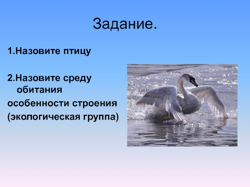 Как можно назвать среду. Экологические группы птиц. Экологические группы птиц по среде обитания. Экологические группы птиц доклад.