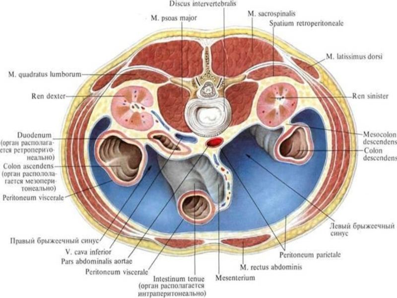 Сагиттальный распил забрюшинного пространства схема