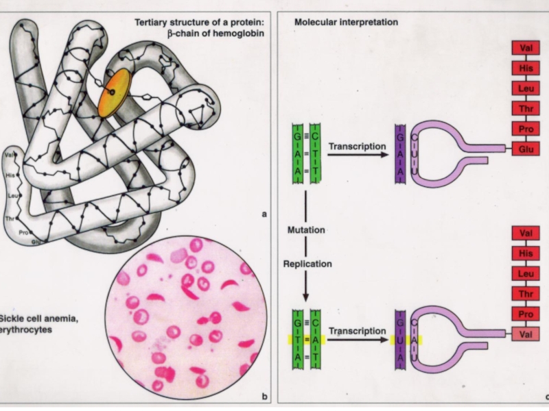 Транскрипция мутация. Транскрипция трансляция репликация. 8. Tertiary structure of the Protein -. Tertiary structure of Protein Red Color.