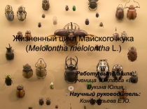 Жизненный цикл Майского жука ( Melolontha melolontha  L. )