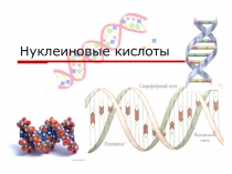 Нуклеиновые кислоты