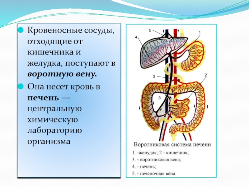 Функции печени и кишечника