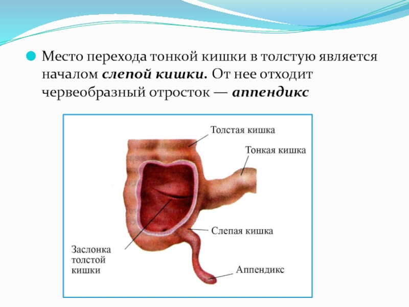 Презентация по тонкой кишке