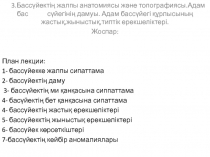 3.Бассүйектің жалпы анатомиясы және топографиясы.Адам бас сүйегінің дамуы. Адам