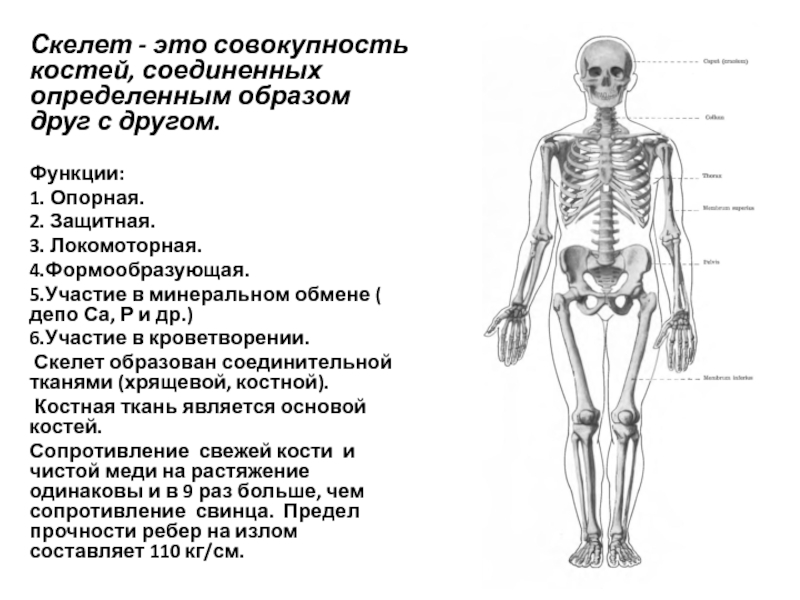 Скелет участвует в обмене. Скелет человека. Функции костей скелета. Остеология. Осевой отдел скелета.