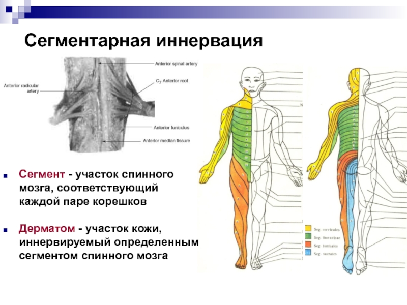 Представлены парами в сегментах тела