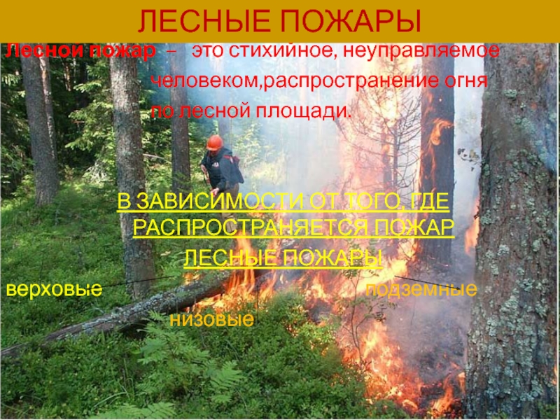 Курсовая Работа На Тему Лесные Пожары
