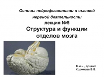 Основы нейрофизиологии и высшей нервной деятельности лекция №5 Структура и