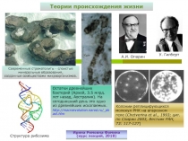 Теории происхождения жизни
Современные строматолиты - слоистые минеральные