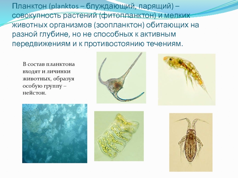 Презентация про планктон