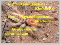 Подтип Хелицеровые ( Chelicerata) Класс Паукообразные (Arachnida) Особенности