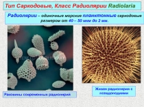 Тип Саркодовые, Класс Радиолярии Radiolaria
Радиолярии – одиночные морские