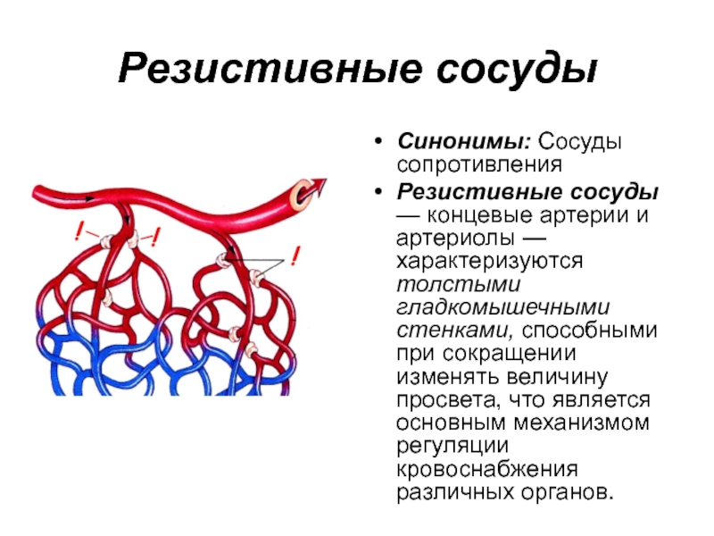 Сосуды сопротивления. Резистивные сосуды строение. Резистивные сосуды (сосуды сопротивления). Резистивные кровеносные сосуды. Сосуды резистивного типа.