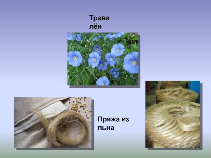 Лен картинки для презентации