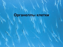 Органеллы клетки