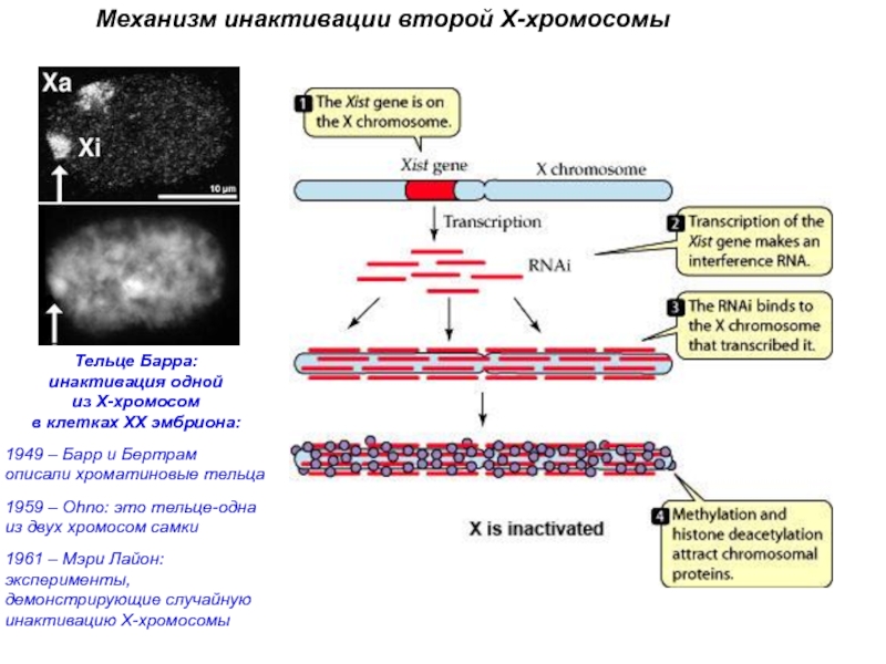 Вторая х хромосома