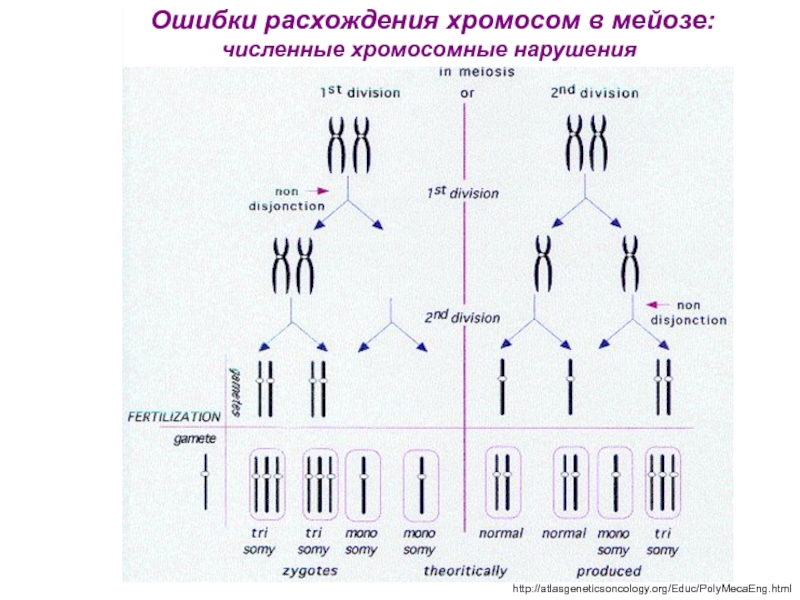 Хромосомный набор листьев. Нерасхождение хромосом в мейозе схема. Схема мейоза при нерасхождения хромосом. Нарушение мейотического расхождения хромосом. Изменение числа хромосом при мейозе схема.