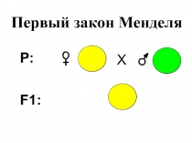 Первый закон Менделя