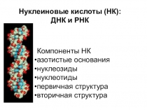 Нуклеиновые кислоты (НК):
ДНК и РНК
Компоненты НК
азотистые