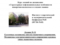 Лекция № 11
Клеточные механизмы запуска мышечного сокращения.
Механизмы