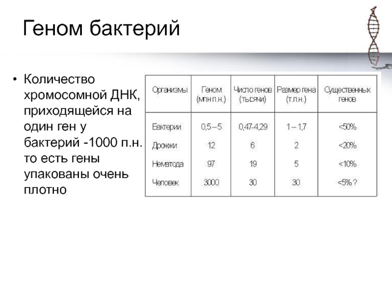 Какова гена. Сколько генов у бактерий. Размеры геномов у микроорганизмов. Размер генома бактерий. Бактерий ДНК сколько.