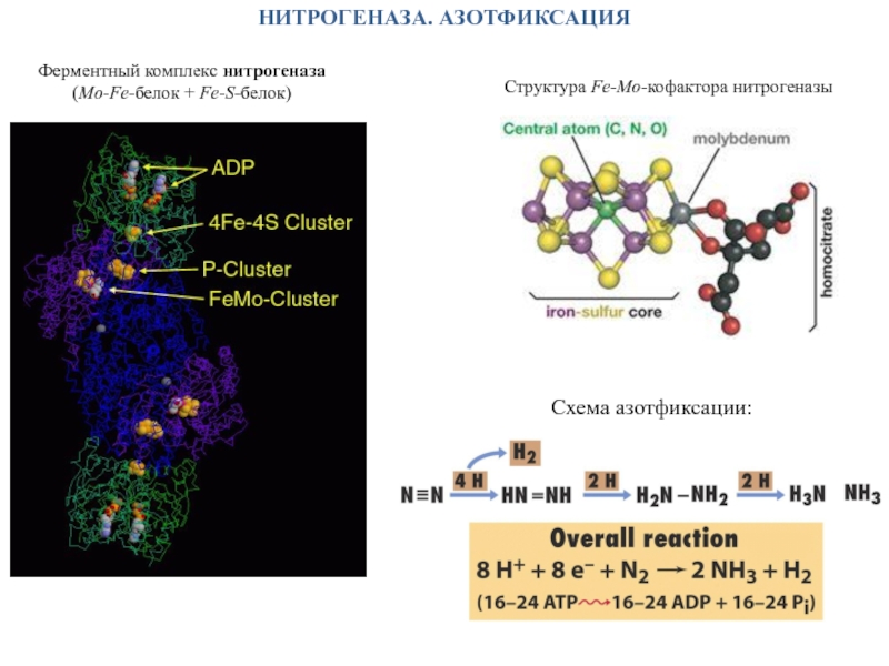 Азотфиксация. Фермент нитрогеназа. Азотфиксация схема нитрогеназа. Нитрогеназный комплекс строение. Процесс азотфиксации схема.
