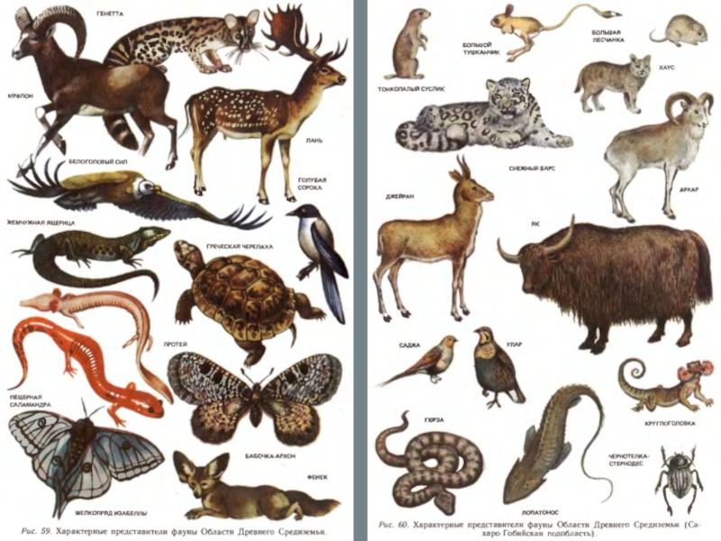 Органический мир европы. Палеарктическое царство. Животные Неарктической области. Обитатели фауны.