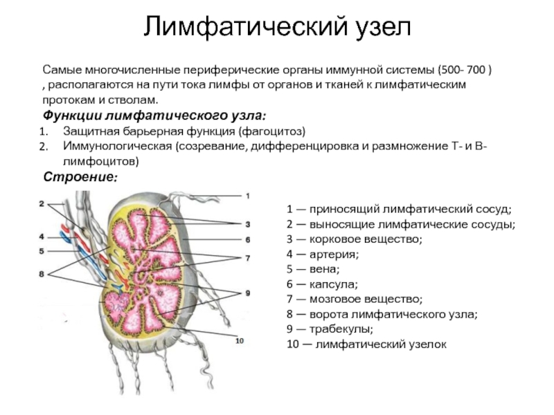 Иммунная система гистология презентация