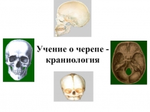 Учение о черепе -краниология