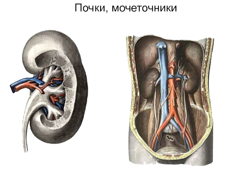 Мочеточник у мужчин строение фото анатомия