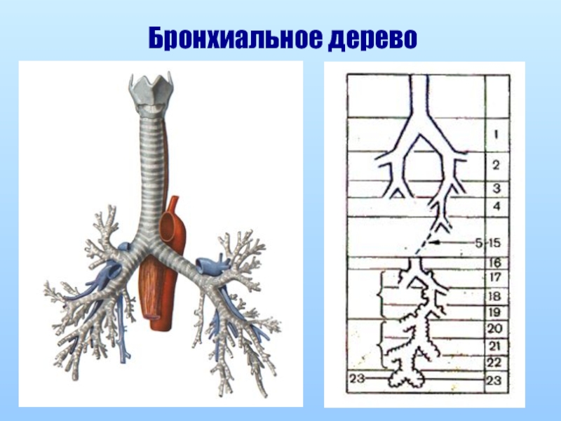 Деление бронхиального дерева схема