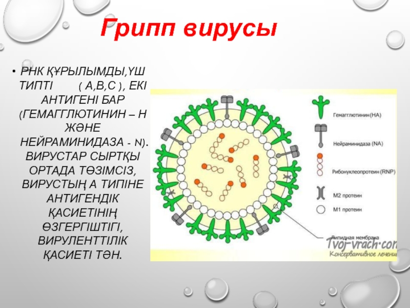 Нейраминидаза вируса гриппа