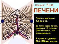 Лекция : б-ни
ПЕЧЕНИ
Печень: масса от 1,5 до 2 кг.
За 1 мин через печень