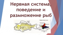 Нервная система, поведение и размножение рыб