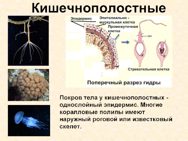 Промежуточные клетки. Покровы тела гидры. Покров тела гидры образуют. Поперечный разрез гидры и стрекательная клетка. Строение Покрова гидры.