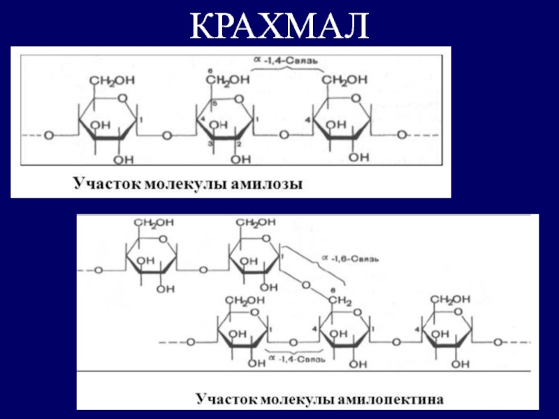 Схема образования амилозы