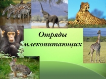 Отряды млекопитающих