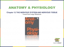 ANATOMY & PHYSIOLOGY
Chapter 12 THE NERVOUS SYSTEM AND NERVOUS