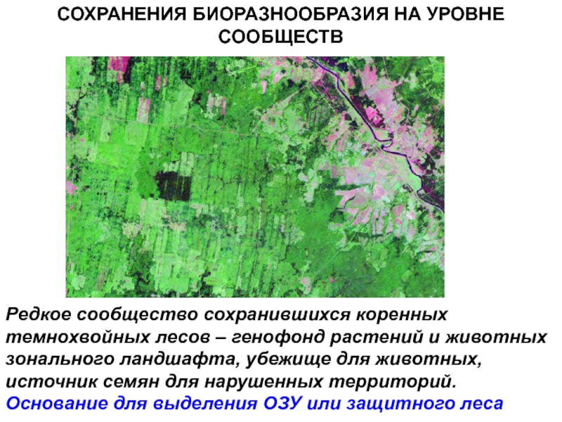 Пространственная структура ландшафтов. Лесные ландшафты презентация. Устойчивость ландшафтов реферат. Доклад на тему Лесной ландшафт. Лесные ландшафты доклад.