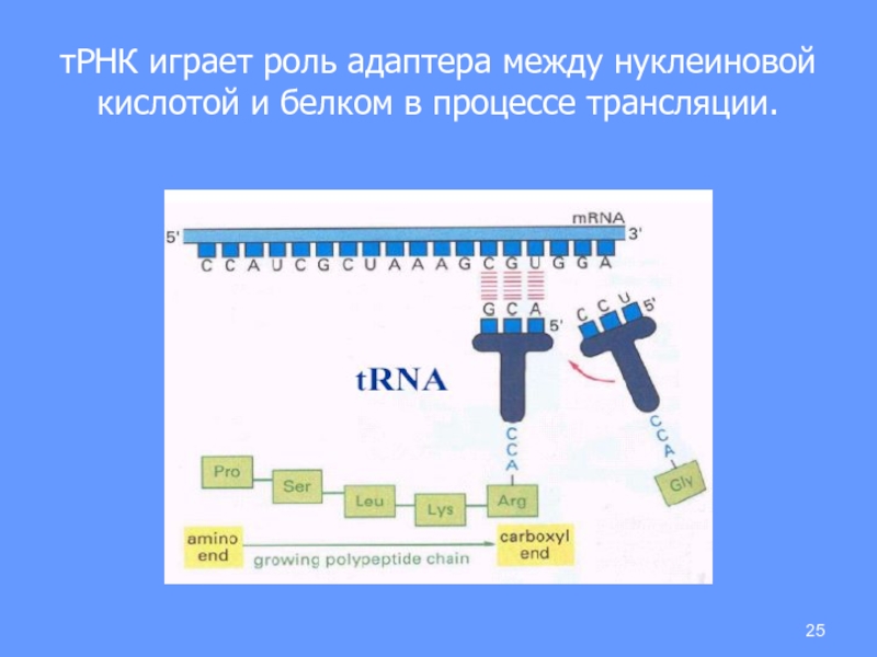 Транспортная рнк участвует в